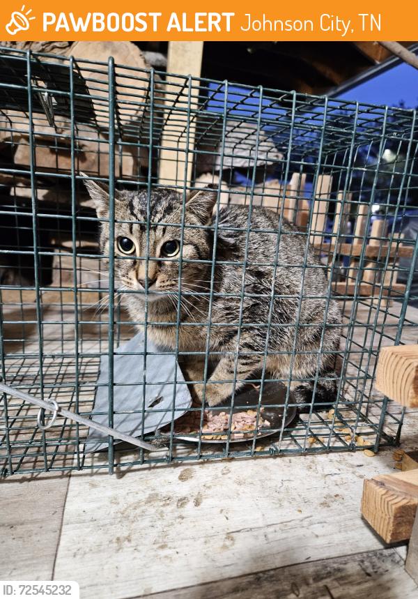 Found/Stray Male Cat last seen East Oakland and East Springbrook St. Johnson City TN 37601, Johnson City, TN 37601