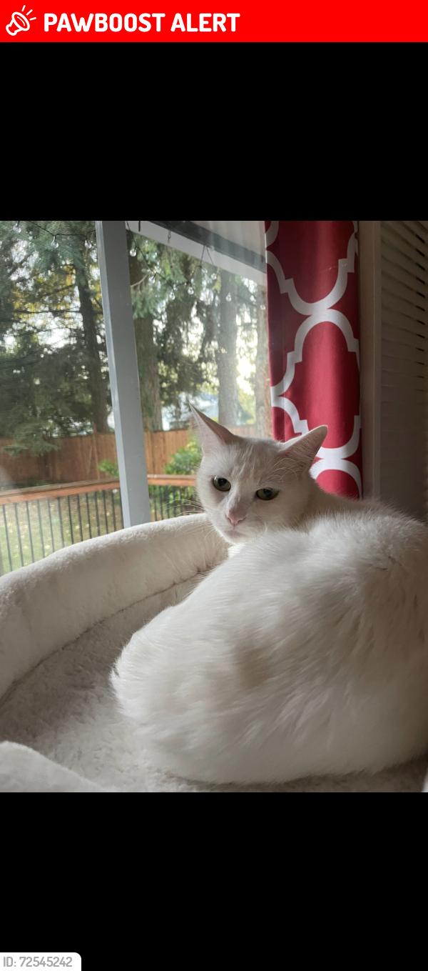 Lost Female Cat last seen Kitchener , Port Coquitlam, BC V3B