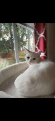 Lost Female Cat last seen Kitchener , Port Coquitlam, BC V3B