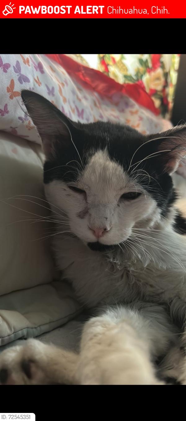 Lost Male Cat last seen Calle mina la prieta, Chihuahua, Chih. 31060