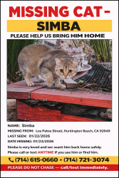 Lost Male Cat last seen Bolsa Chica and Los Patos ave, Huntington Beach, CA 92649