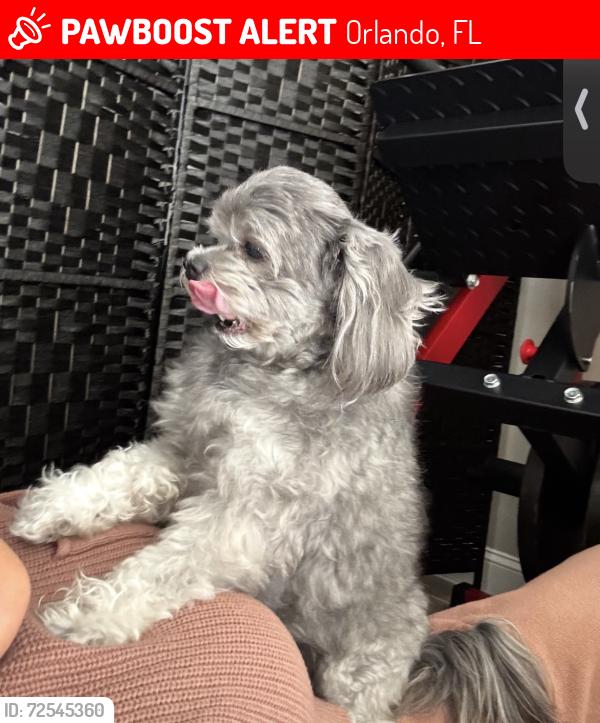 Lost Male Dog last seen Near Walmart e colonial, Orlando, FL 32825
