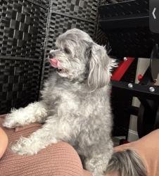 Lost Male Dog last seen Near Walmart e colonial, Orlando, FL 32825