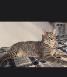 Lost Male Cat last seen Mirabelli community center, Las Vegas, NV 89107