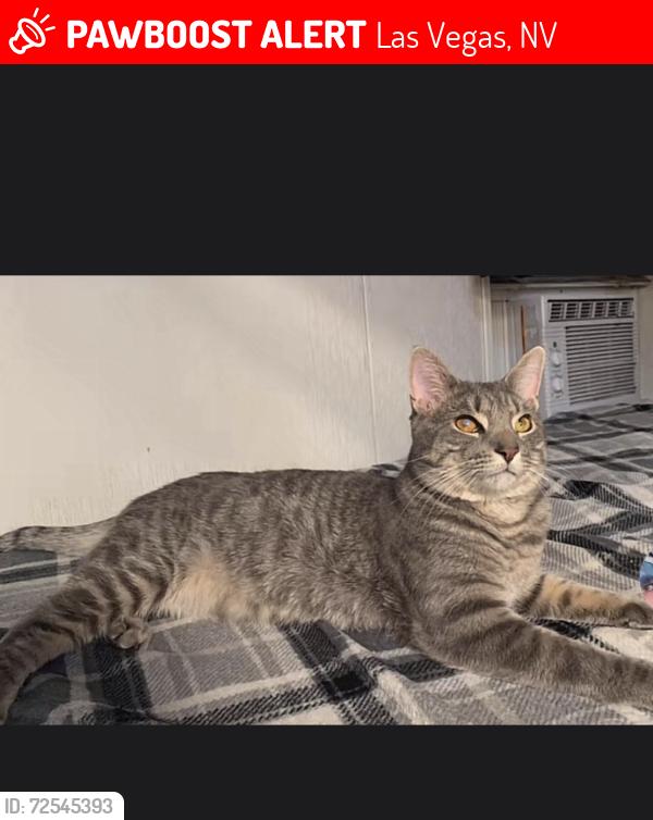 Lost Male Cat last seen Mirabelli community center, Las Vegas, NV 89107