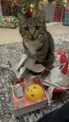 Lost Male Cat last seen Canterbury Dr, Conroe, TX 77303