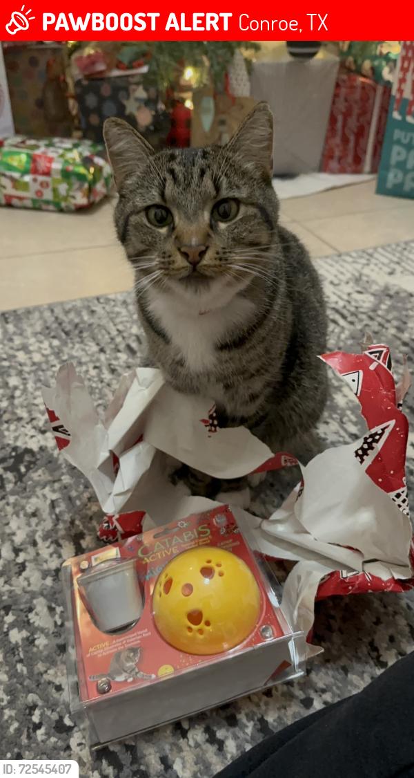 Lost Male Cat last seen Canterbury Dr, Conroe, TX 77303