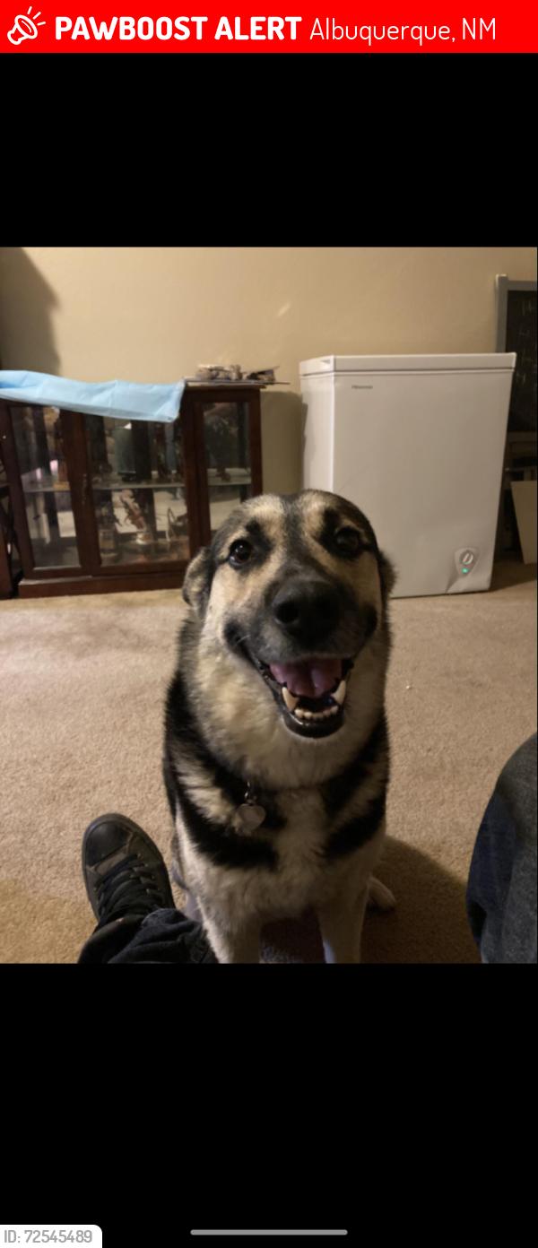 Lost Female Dog last seen Anasazi Ridge neighborhood near Universe and McMahon near Westside cnn, Albuquerque, NM 87114