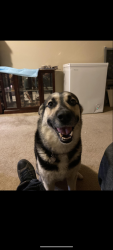 Lost Female Dog last seen Anasazi Ridge neighborhood near Universe and McMahon near Westside cnn, Albuquerque, NM 87114