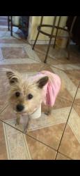 Lost Female Dog last seen benson and f street, Ontario, CA 91761