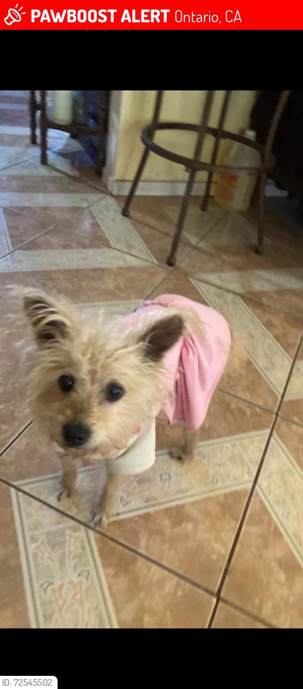 Lost Female Dog last seen benson and f street, Ontario, CA 91761