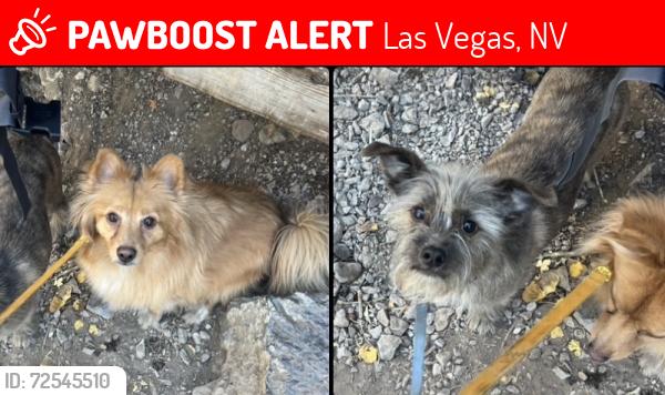 Lost Male Dog last seen Flamingo & nellis, Las Vegas, NV 89121