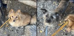 Lost Male Dog last seen Flamingo & nellis, Las Vegas, NV 89121