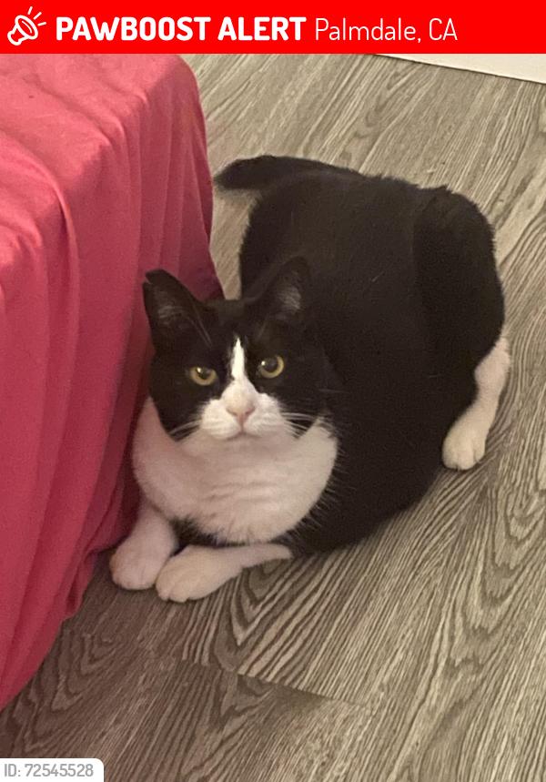 Lost Female Cat last seen 30th St East and Palmdale Blvd, Palmdale, CA 93550