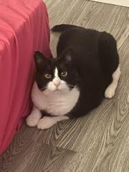 Lost Female Cat last seen 30th St East and Palmdale Blvd, Palmdale, CA 93550
