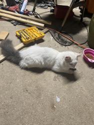 Lost Male Cat last seen Southshore and shadow wood., Lewisville, TX 75067