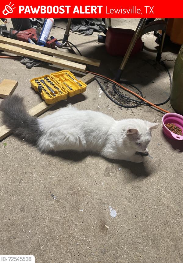 Lost Male Cat last seen Southshore and shadow wood., Lewisville, TX 75067