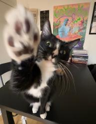 Lost Male Cat last seen N Plano Rd & E Arapaho Rd, Richardson, TX 75081