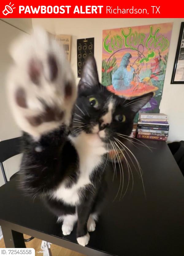 Lost Male Cat last seen N Plano Rd & E Arapaho Rd, Richardson, TX 75081