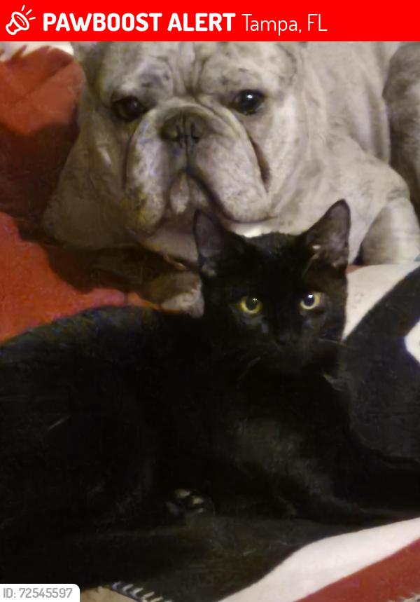 Lost Female Cat last seen Gunn Hwy & Anderson Rd, Tampa, FL 33624