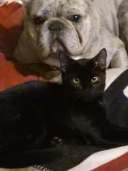 Lost Female Cat last seen Gunn Hwy & Anderson Rd, Tampa, FL 33624