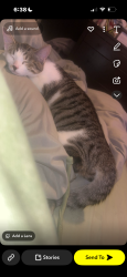 Lost Female Cat last seen by gilmore elementary school, Brockton, MA 02302