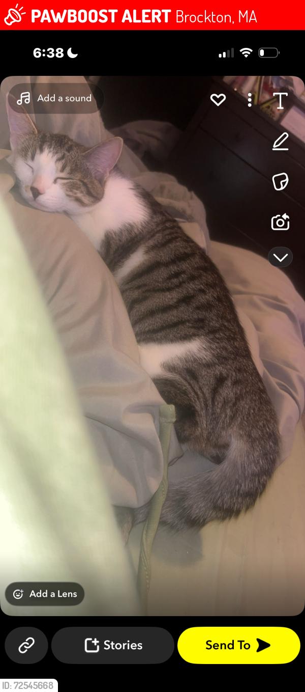 Lost Female Cat last seen by gilmore elementary school, Brockton, MA 02302