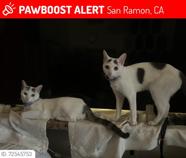 Lost Female Cat last seen Around mill creek hollow park., San Ramon, CA 94583