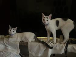 Lost Female Cat last seen Around mill creek hollow park., San Ramon, CA 94583