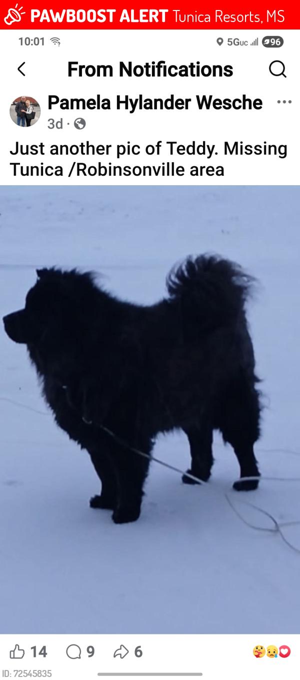 Lost Male Dog last seen Casino Strip, Tunica Resorts, MS 38664