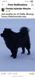 Lost Male Dog last seen Casino Strip, Tunica Resorts, MS 38664