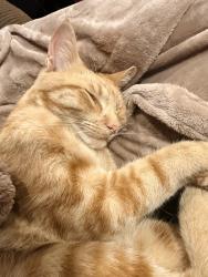 Lost Male Cat last seen Las casas, Rancho Cordova, CA 95670