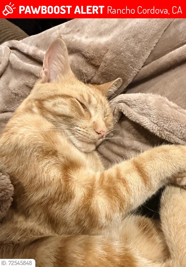 Lost Male Cat last seen Las casas, Rancho Cordova, CA 95670