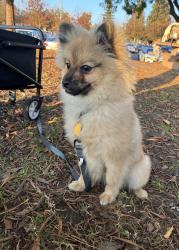Lost Male Dog last seen Arizona Ave and road 28 1/2, Madera, CA 93638
