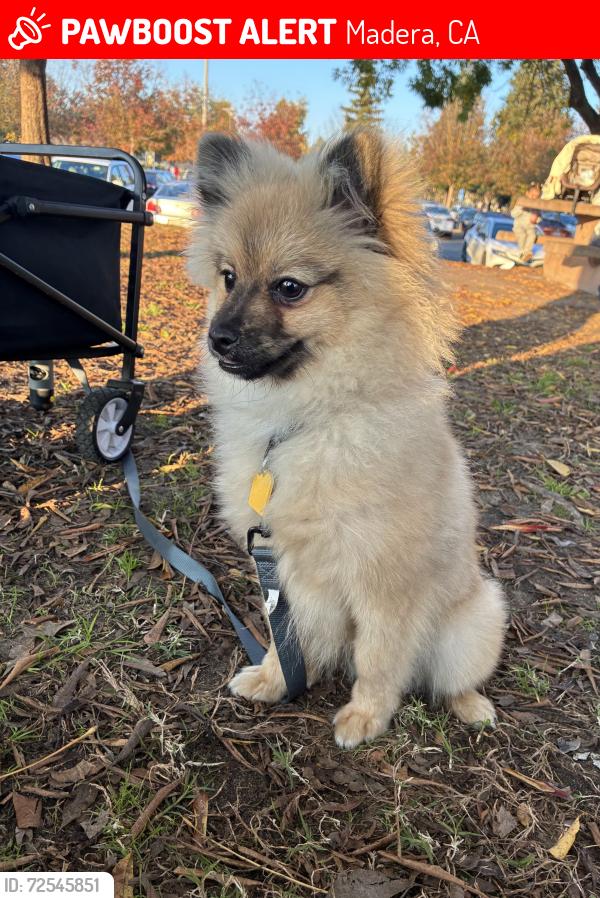 Lost Male Dog last seen Arizona Ave and road 28 1/2, Madera, CA 93638