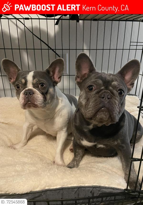 Lost Female Dog last seen Union , Kern County, CA 93307