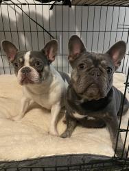 Lost Female Dog last seen Union , Kern County, CA 93307