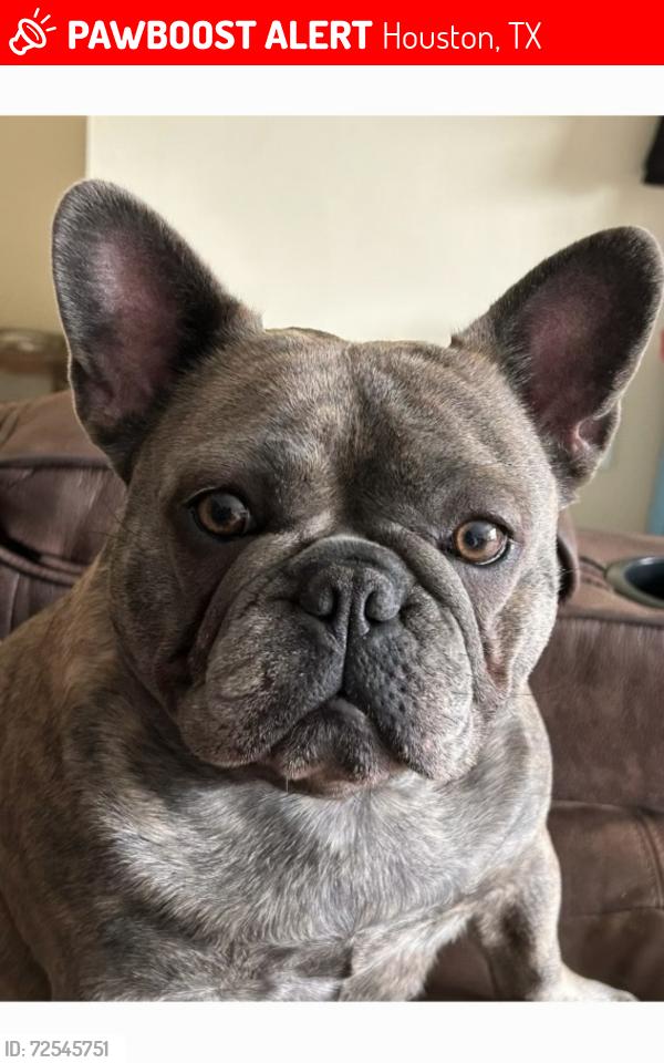 Lost Female Dog last seen Near Chipman Ln Houston, TX  77060 United States, Houston, TX 77060