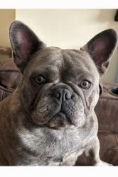 Lost Female Dog last seen Near Chipman Ln Houston, TX  77060 United States, Houston, TX 77060