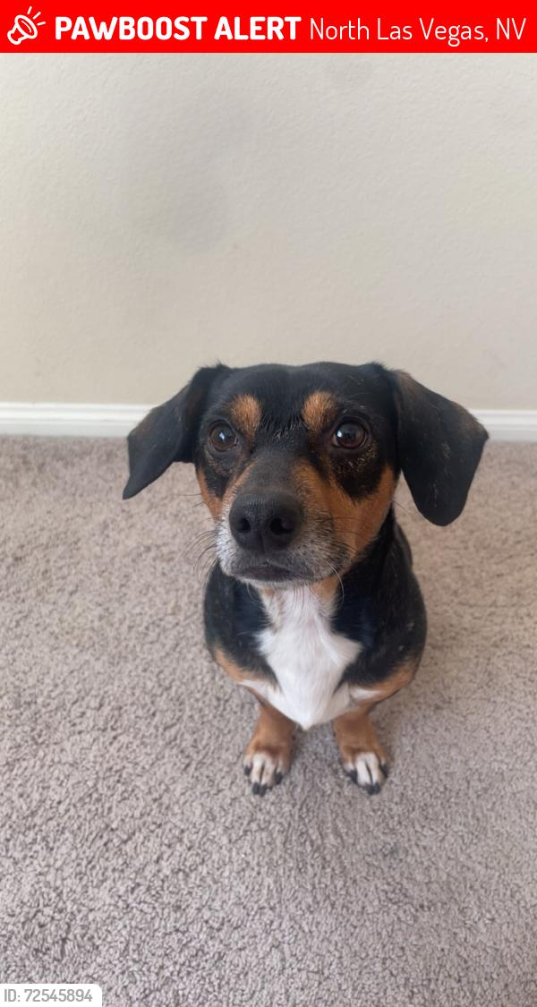 Lost Male Dog last seen Candle brook, North Las Vegas, NV 89084