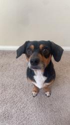 Lost Male Dog last seen Candle brook, North Las Vegas, NV 89084