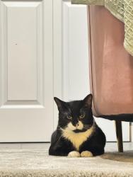 Lost Male Cat last seen Near 27e rue laval, Laval, QC H7R 3K3