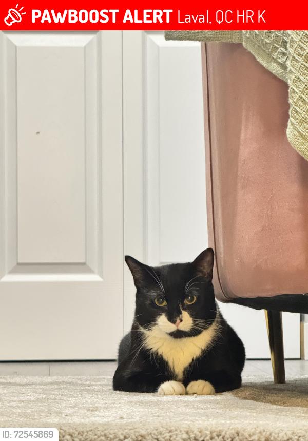 Lost Male Cat last seen Near 27e rue laval, Laval, QC H7R 3K3