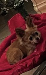 Lost Female Dog last seen Hazel Strauch Elementary , Sacramento, CA 95833