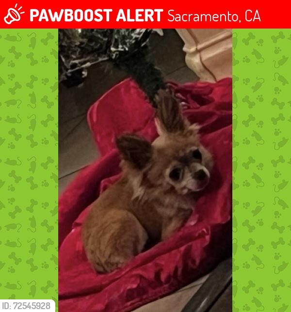 Lost Female Dog last seen Hazel Strauch Elementary , Sacramento, CA 95833