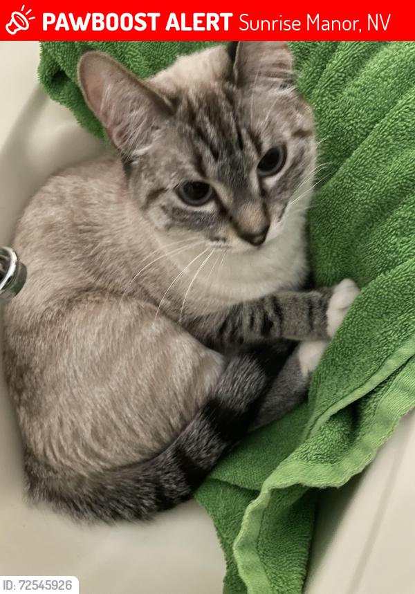 Lost Female Cat last seen Treeline , Sunrise Manor, NV 89142