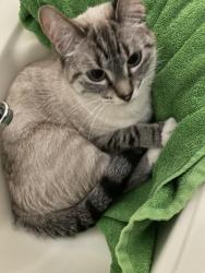 Lost Female Cat last seen Treeline , Sunrise Manor, NV 89142