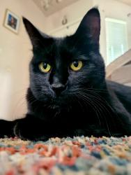 Lost Male Cat last seen Middleton near Karcher, Nampa, ID 83651