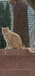 Lost Female Cat last seen Rio Virgin , St. George, UT 84790