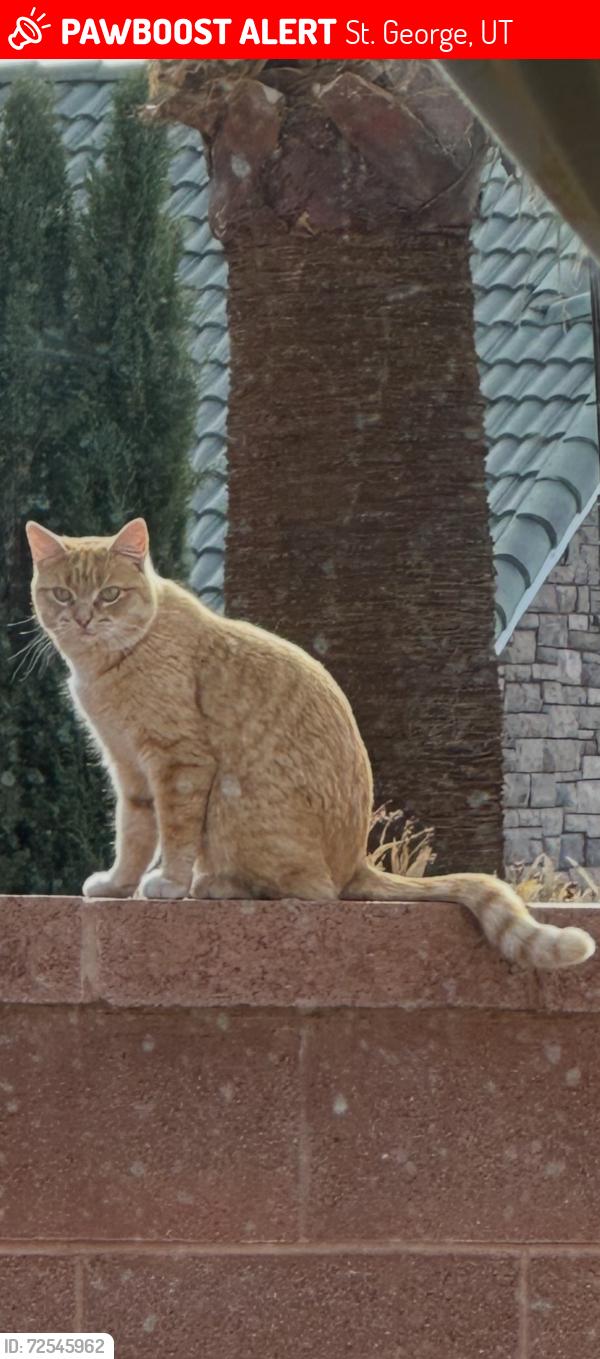 Lost Female Cat last seen Rio Virgin , St. George, UT 84790